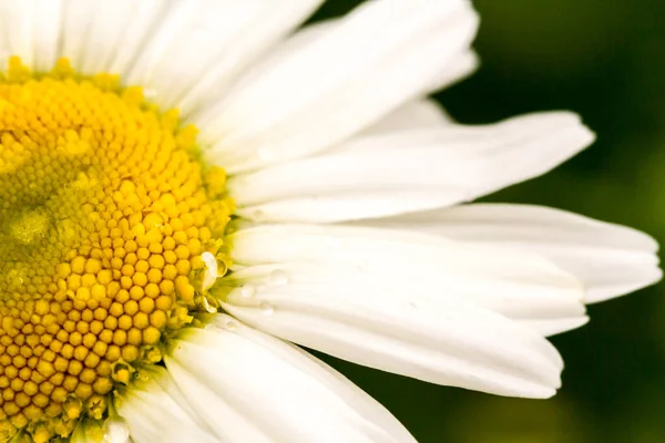 Fleur Camomille Printemps Sur Fond Vert Fermer Macro Image — Photo