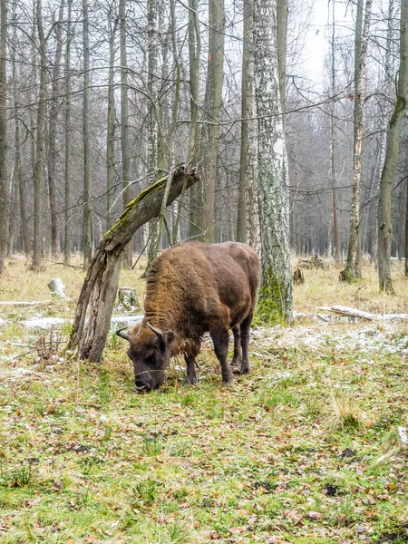 Bisonte Europeo Bison Bonasus Aurochs Forest — Foto de Stock