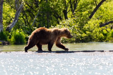 Kahverengi ayı (Ursus arctos beringianus) nehirde balık tutuyor. Kamçatka, Rusya