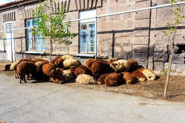 Rams ve koyun kaldırımda uyur Gyumri, Ermenistan 'da