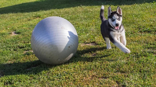 Lekfull husky valp med blå ögon leker med stor boll — Stockfoto