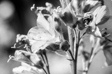 Campanula rotundifolia 'nın yumuşak, beyaz çiçeği güneş ışığında. Yaklaş, siyah beyaz görüntü. Romantik nazik sanatsal imaj.