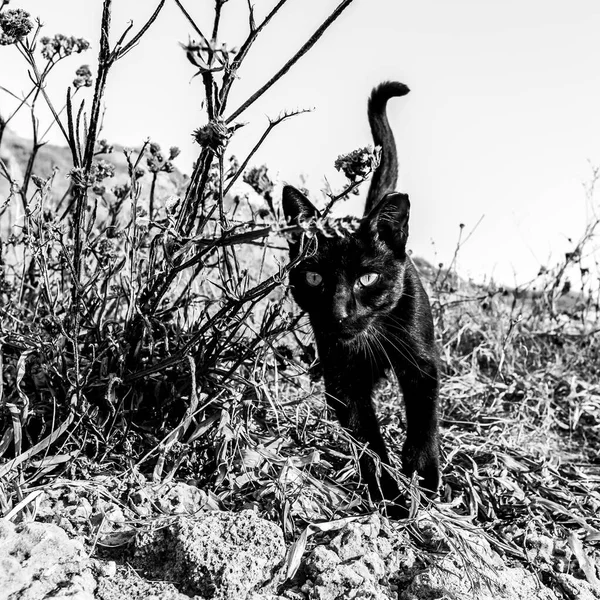 Raging Gato Preto Olhando Para Câmera Israel Tel Aviv — Fotografia de Stock