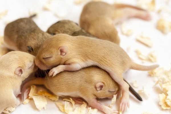 Милые Маленькие Коричневые Мыши Спят Вместе Макроизображение — стоковое фото