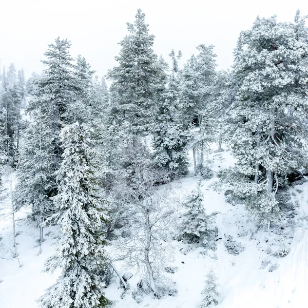 Winterbos Met Dennenbomen Bedekt Met Sneeuw — Stockfoto