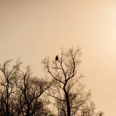 Gün batımında ağaçların çıplak dallarında oturan kara kartal silueti.