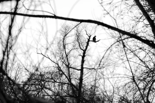 Silhouette Dark Eagle Sitting Bare Branches Trees — Stock Photo, Image