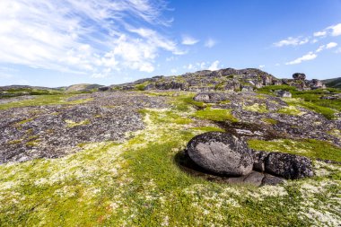 Kuzey kutup yazında Barents Denizi kıyısında. Kuzey Buz Denizi, Kola Yarımadası, Rusya
