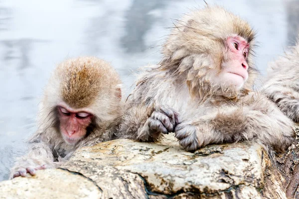 Dos Lindos Macacos Japoneses Sentados Una Fuente Termal Monos Nieve — Foto de Stock