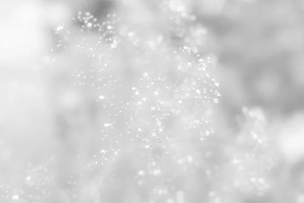 Black White Elegant Abstraction Tender Flower Background Soft Focus — Stock Photo, Image