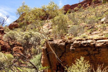 Avustralya vahşi doğası. Kings Canyon, Kuzey Bölgesi, Watarrka Ulusal Parkı, Avustralya