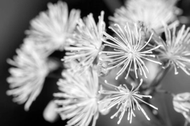 Koyu arkaplanda siyah beyaz çiçek