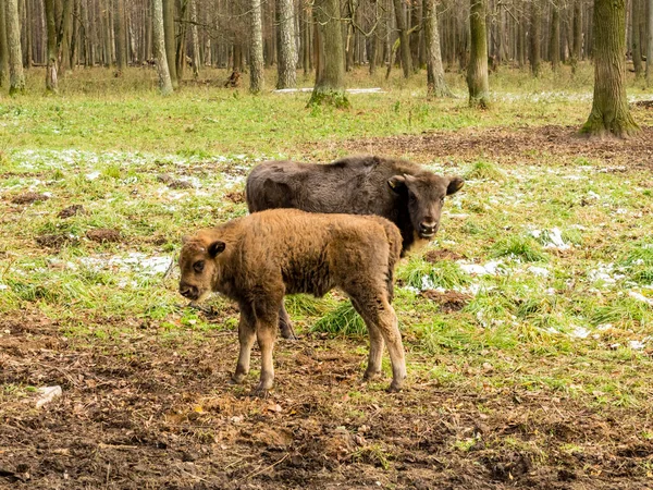 Bisontes Europeos Bison Bonasus Animales Jóvenes Auroques Bosque — Foto de Stock