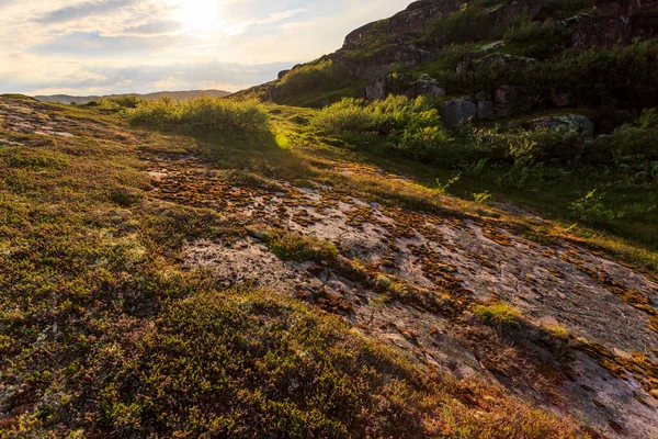 Tundra Été Polaire Coucher Soleil Littoral Mer Barents Péninsule Kola — Photo