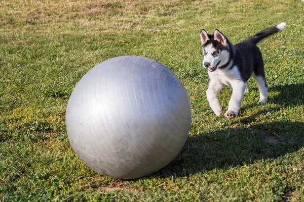 파란 눈을 가진 장난기많은 허스키 강아지큰 공을 가지고 노는 모습 — 스톡 사진