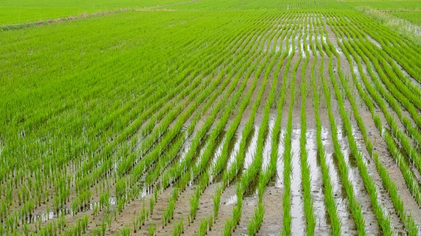 Asya yeşil pirinç tarlaları. Yakından görüntü. Rices Paddy Field, Güney Kore 'nin üst görüntüsü. — Stok fotoğraf