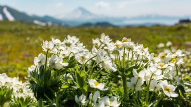 İlkbaharda dağlarda Anemone Nemorosa, yumuşak odaklı güzel Wood şakayık çiçekleri. Kamçatka, Rusya