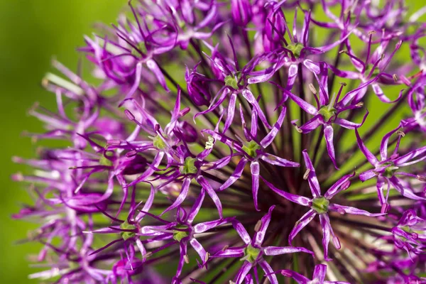 Blommande Prydnadslök Grön Bakgrund Närbild Makrobilden — Stockfoto