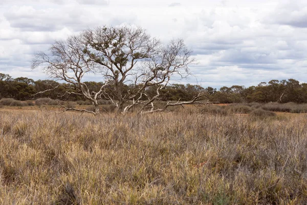 Avustralya çölünde yalnız bir ağaç, Kuzey Bölgesi