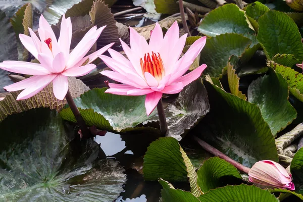 Grande lirio de agua rosa salvaje o flor de loto, Nelumbo nucifera en el agua. Países Bajos. —  Fotos de Stock