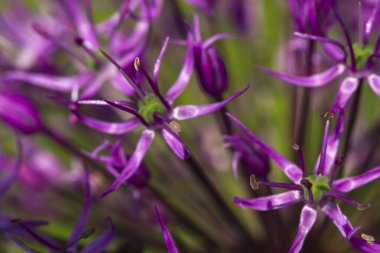 Çiçekli süs soğanı, makro resim