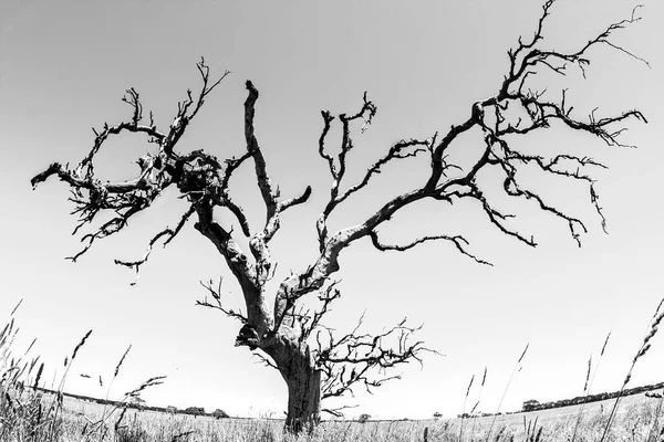 Arbre Australie Territoire Nord Lentille Fisheye — Photo