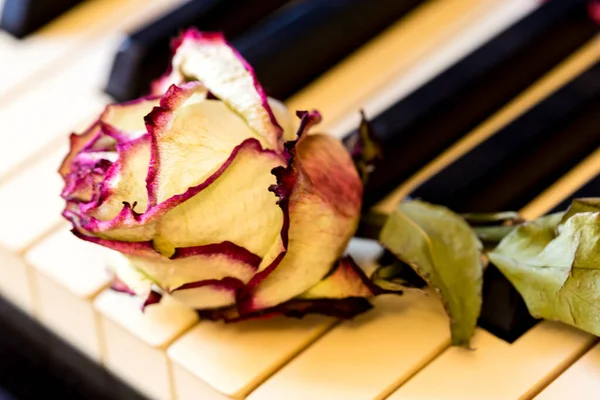 Piano Keys Dry Rose Idea Concept Love Music Composer Musical Stock Photo