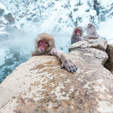 Bir grup kar maymunu Jigokudani Yaen-Koen 'de bir kaplıcada oturuyorlar, Nagano Bölgesi, Japonya.