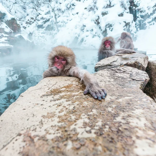 Grupo de monos de nieve sentados en una fuente termal en Jigokudani Yaen-Koen, Prefectura de Nagano, Japón. — Foto de Stock