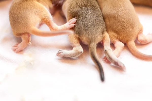 Küçük Şirin Fare Yavrularının Kuyrukları Pençeleri Resmi Yaklaştır — Stok fotoğraf
