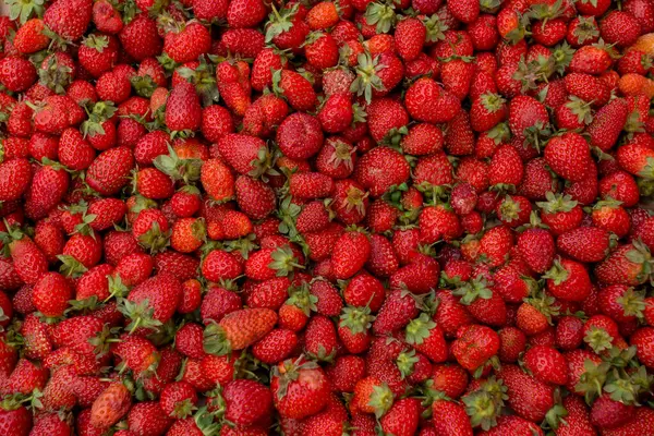 Fresh Red Ripe Organic Strawberry Farmers Market Close Berry Background — Stock Photo, Image