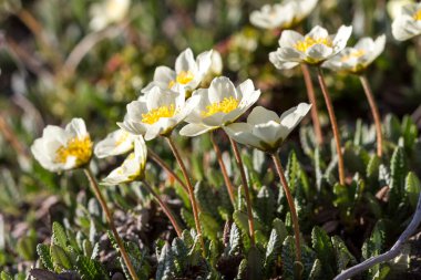 Dağlardaki bahar çiçekleri