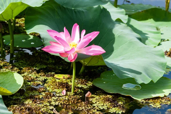 Lirio de agua rosa salvaje o flor de loto en el estanque —  Fotos de Stock