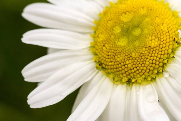 Kamomill Blomma Den Gröna Naturliga Bakgrunden Makro Bild — Stockfoto