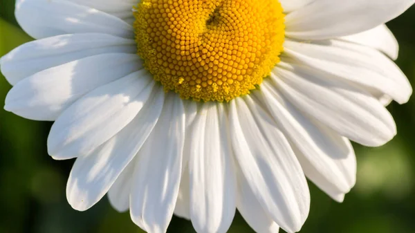 Kamomill eller tusensköna blomma på den gröna naturliga bakgrunden — Stockfoto