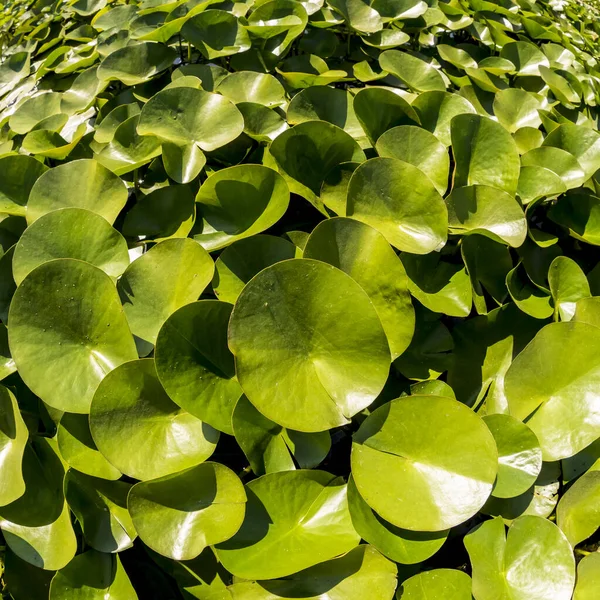 Zöld Levelek Kacsamoszat Lemnoideae Egy Tóban Napsütéses Napon Halszemek Kép — Stock Fotó