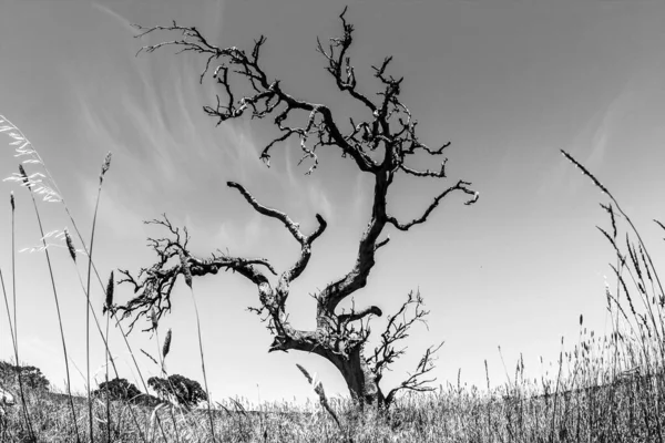 Arbre Australie Territoire Nord Lentille Fisheye — Photo