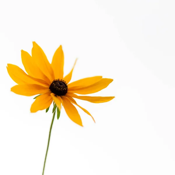 Fleur Marguerite Jaune Sur Fond Blanc Doux Doux Aéré Élégante — Photo