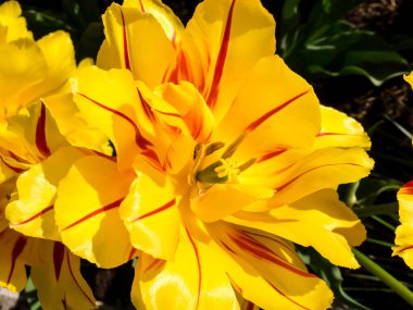 Kırmızı çizgili sarı lale resmi, baharda açan laleler.