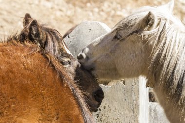 İki atın portresi. Görüntüyü kapat. Nepal, Himalayalar