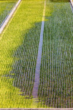 Yeşil pirinç tarlalarının düz üst görüntüsü. Doğal arkaplan
