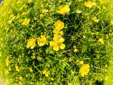 Seçici odaklanma. Çayırdaki güzel sarı çiçekler, balık gözü görüntüsü..