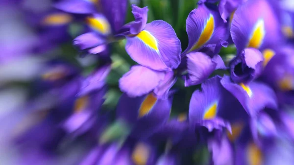Violet Delicate Irisbloemen Elegante Abstractie Zachte Bloemenachtergrond Zacht Selectief Focusbeeld — Stockfoto