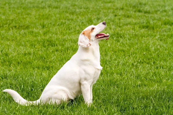 Funny White Non Pedigree Dog Protruding Tongue Sitting Green Grass — Stock Photo, Image