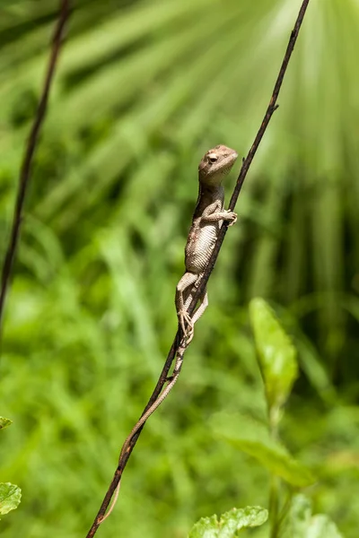 Australijska Jaszczurka Brodą Pogona Vitticeps Siedząca Trawie Australia — Zdjęcie stockowe