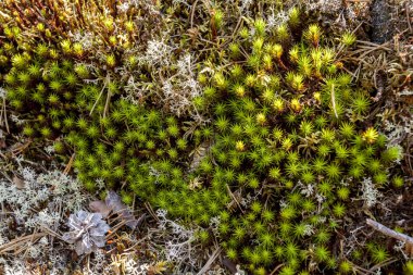 Doğada yeşil yosun arkaplanı. Çam ormanında parlak yeşil yosun ve liken.