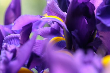Mor narin iris çiçekleri. Seçici odaklanma. Yumuşak, nazik, havadar, zarif sanatçı imajı..