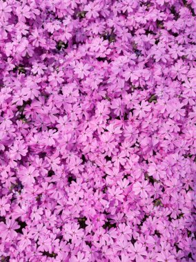 Pembe Primula farinosa arka planı, Kuş Gözlü Çuha Çiçekleri.
