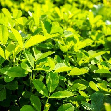 Güneşli bir günde sulu yeşil çimenler. Doğanın kare arkaplanı