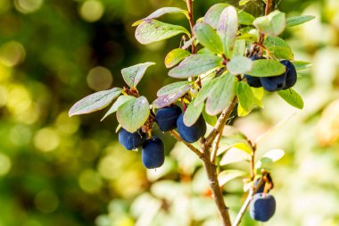 Ormandaki çalılıklarda olgun yaban mersinleri